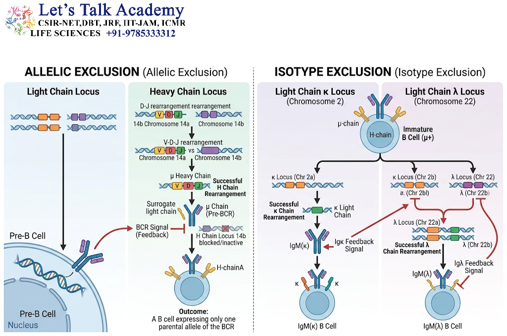 Allelic Exclusion and Isotype Exclusion
