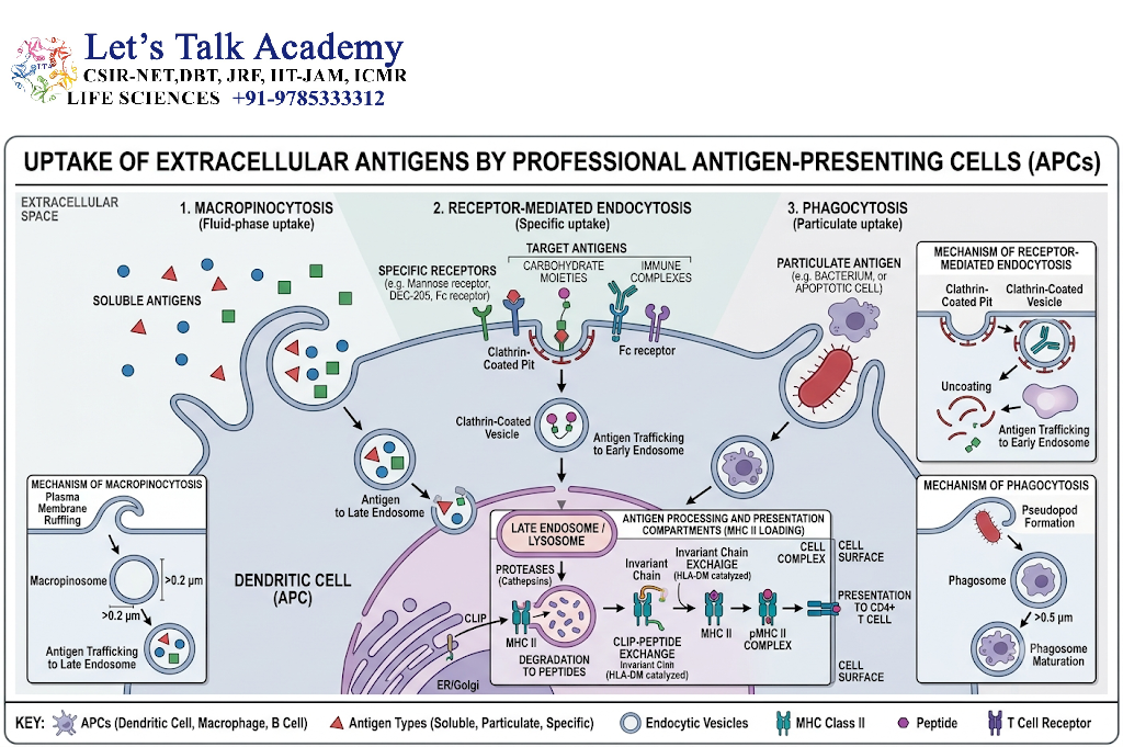 Uptake of Extracellular Antigens