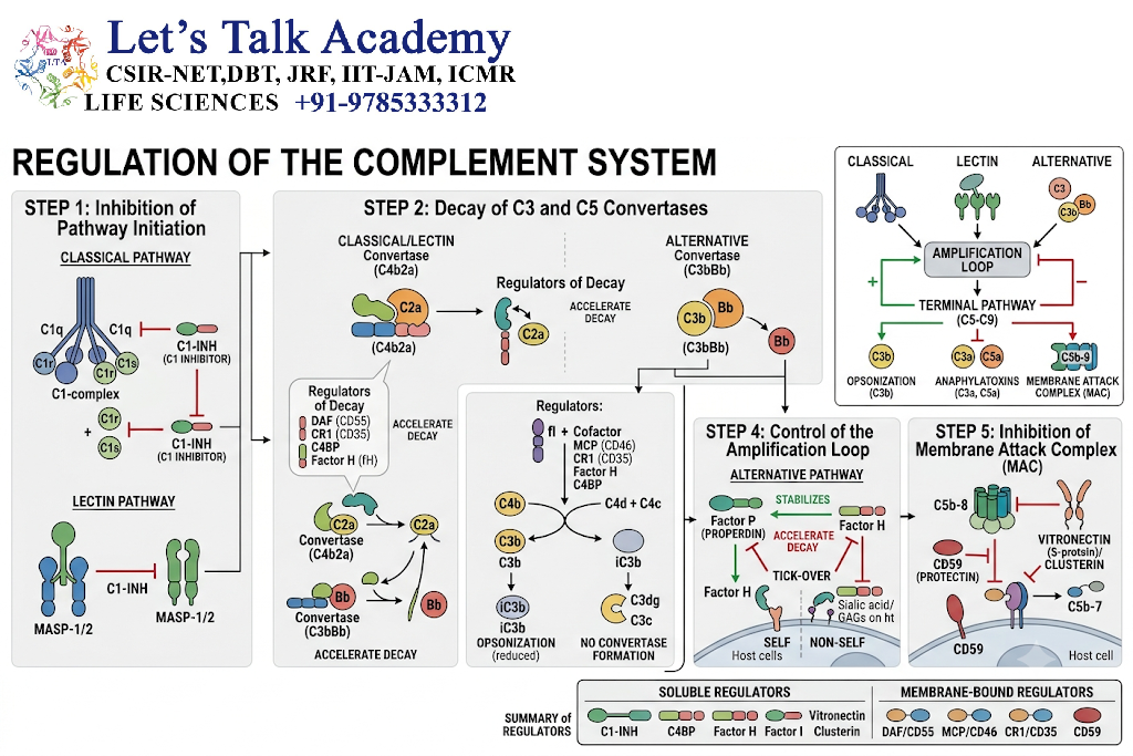 Regulation of the Complement System