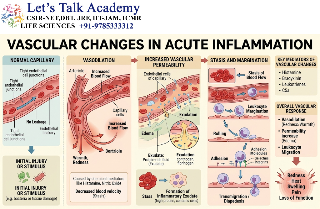 Vascular Changes in Acute Inflammation