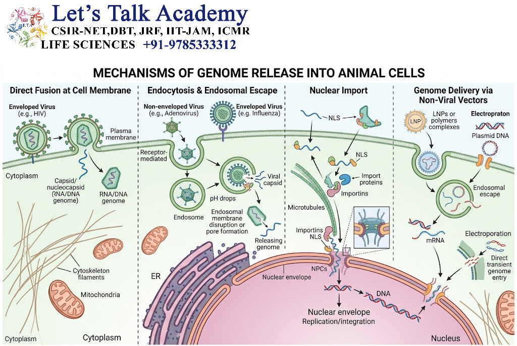 Genome Release into Animal Cells