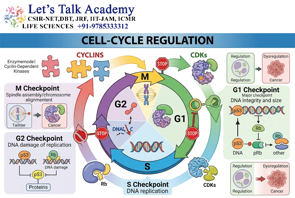 Cell-Cycle Regulation