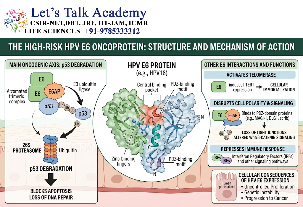 HPV E6 Protein