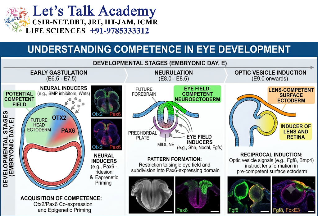 Competence in Limb Development