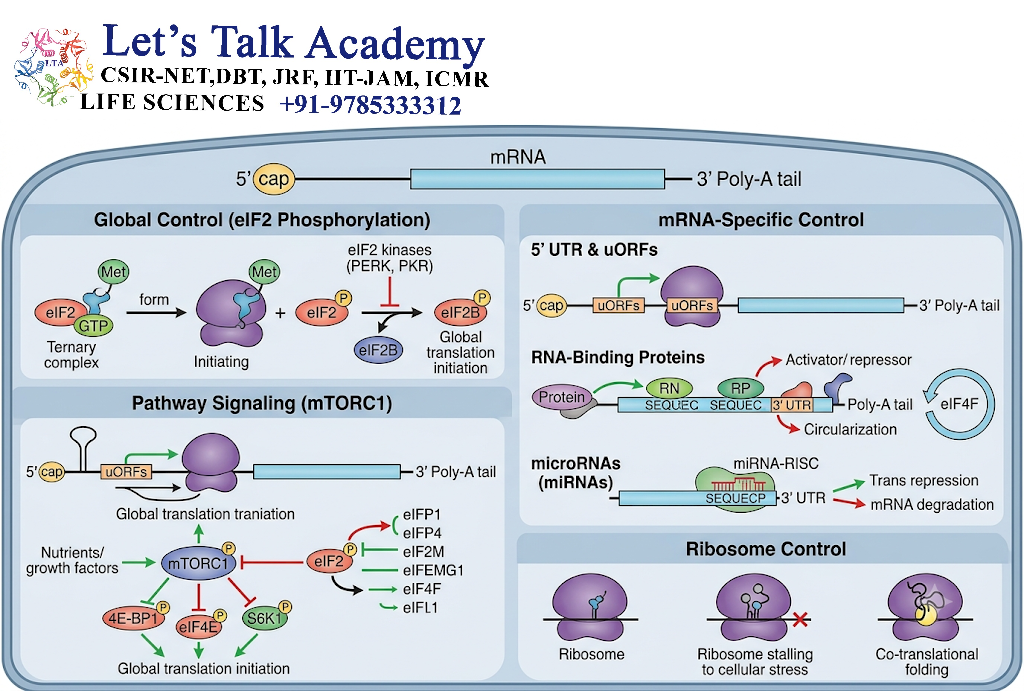 Translational Regulation