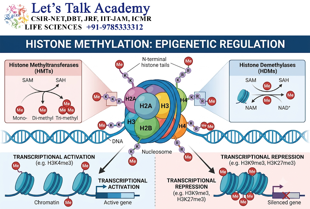 Histone Methylation