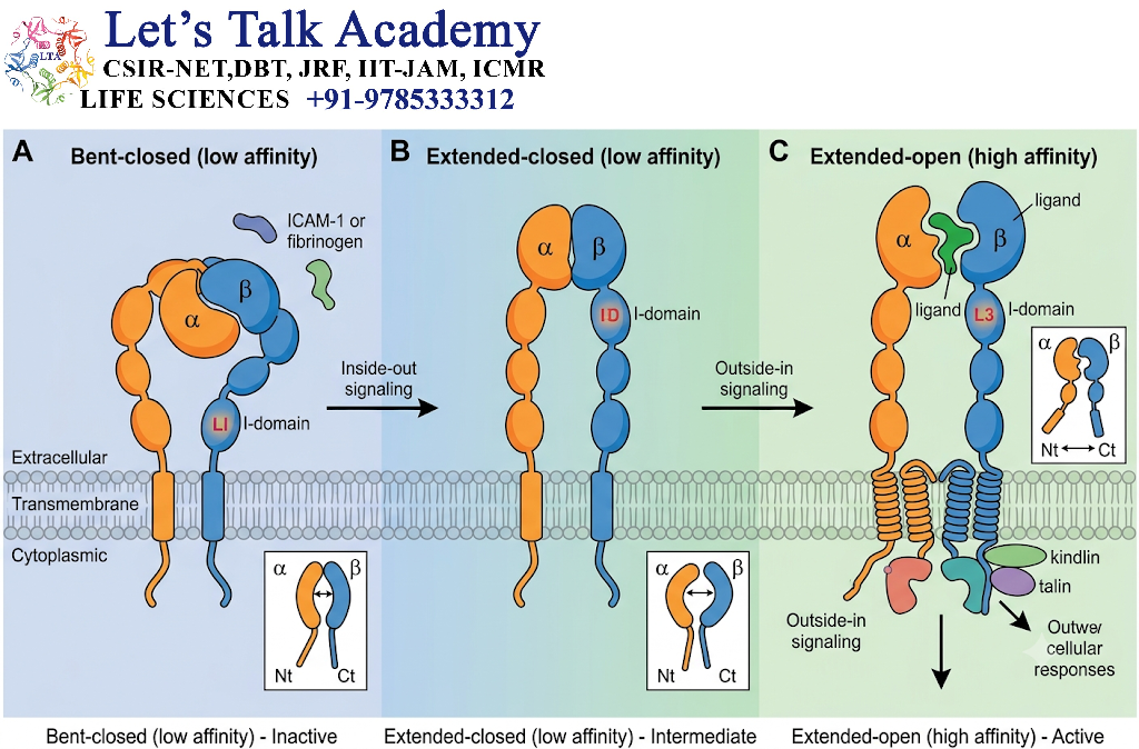 Integrin Conformational States