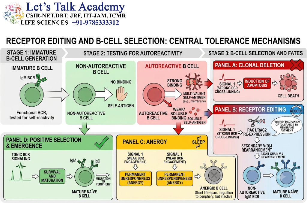 Receptor Editing and B-Cell Selection