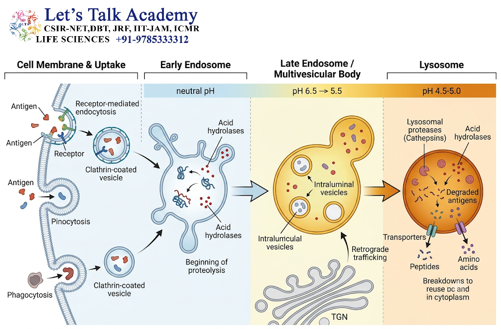 Antigen Degradation in Endosomal and Lysosomal Compartments