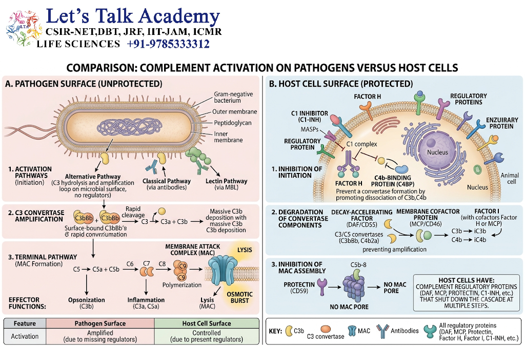 Complement Activation on Pathogens Versus Host Cells