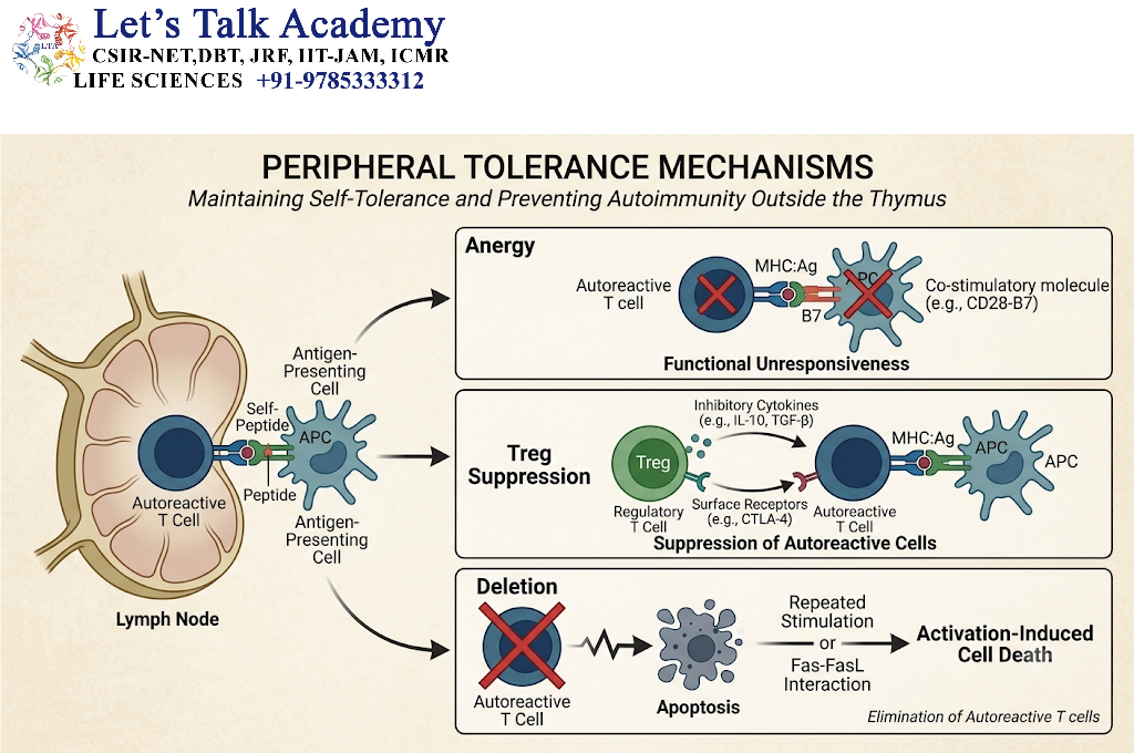 Peripheral Tolerance