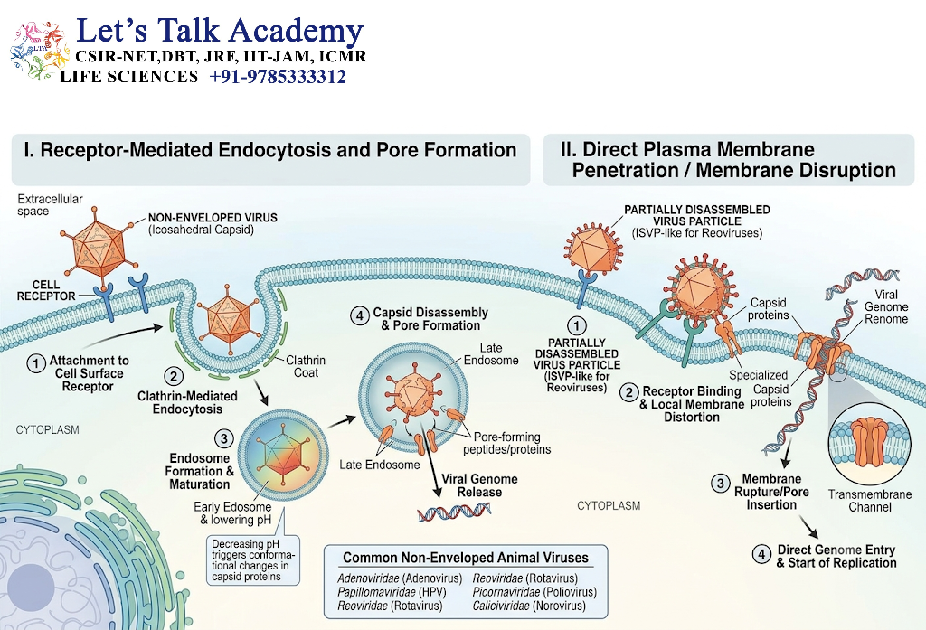 Entry of Non-Enveloped Animal Viruses