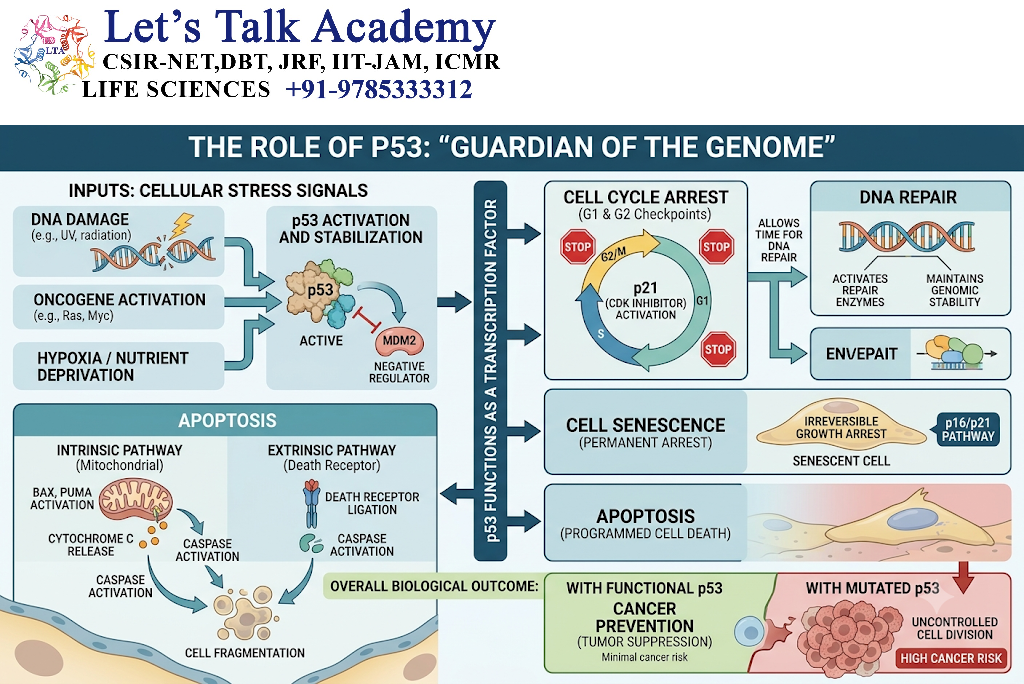 Role of p53