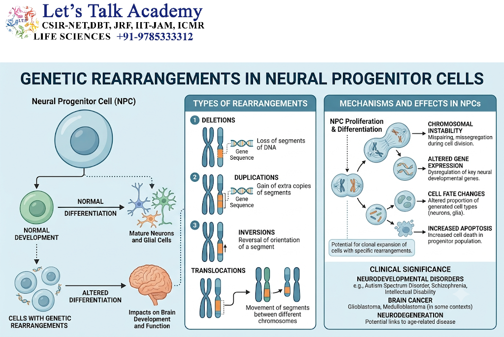 Genetic Rearrangements in Neural Progenitor Cells