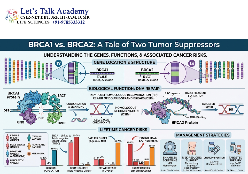 BRCA1 and BRCA2