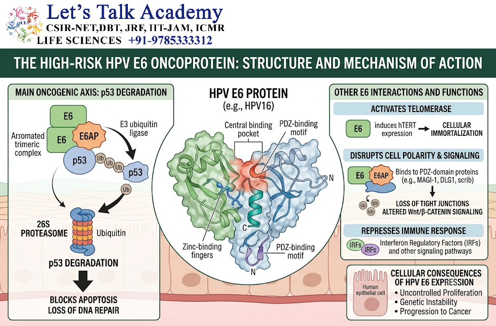 HPV E7 Protein