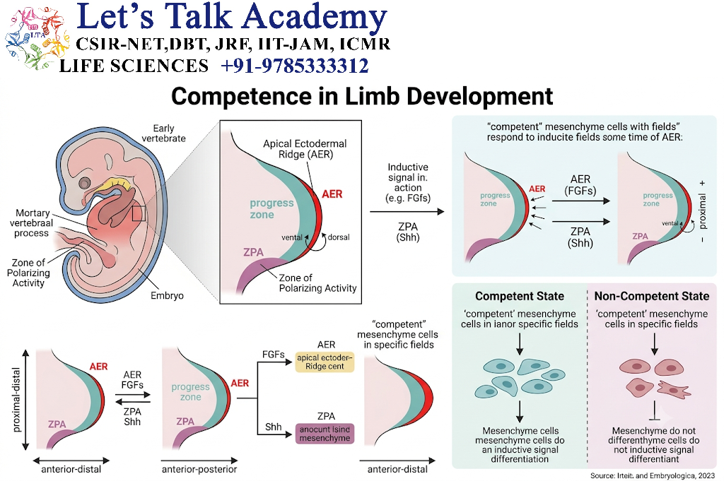 Competence in Limb Development