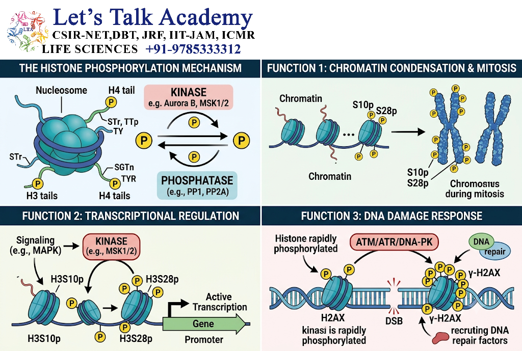 Histone Phosphorylation