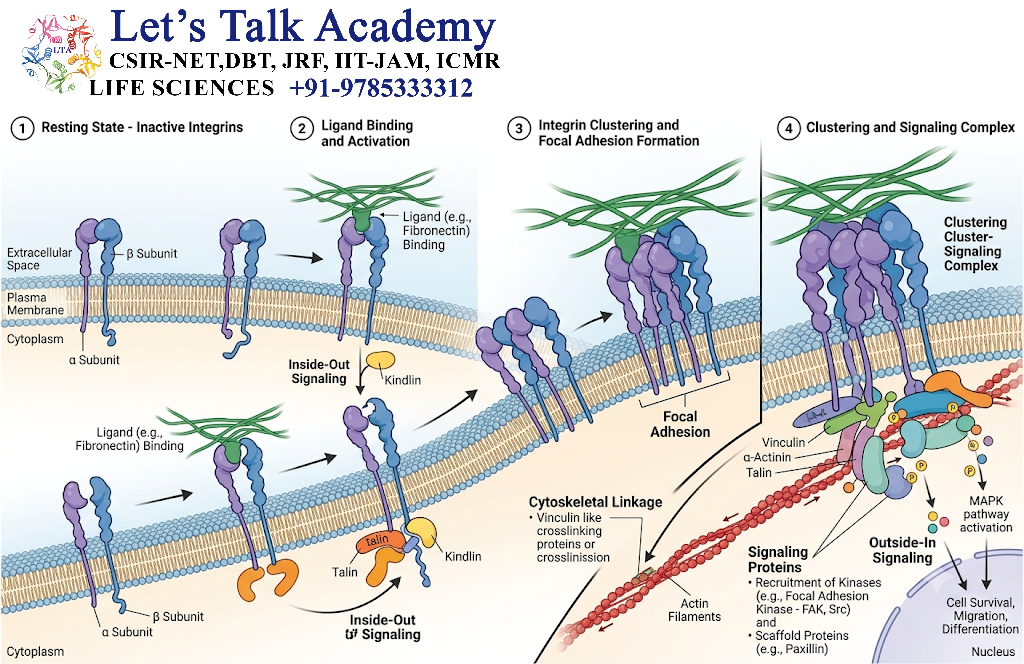 Integrin Clustering