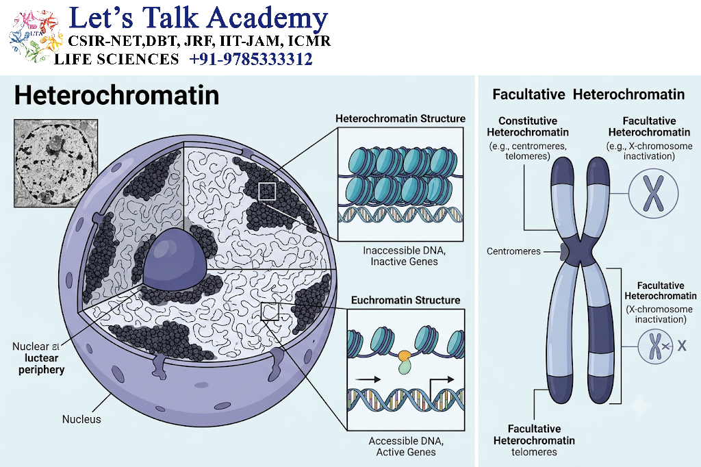 Heterochromatin