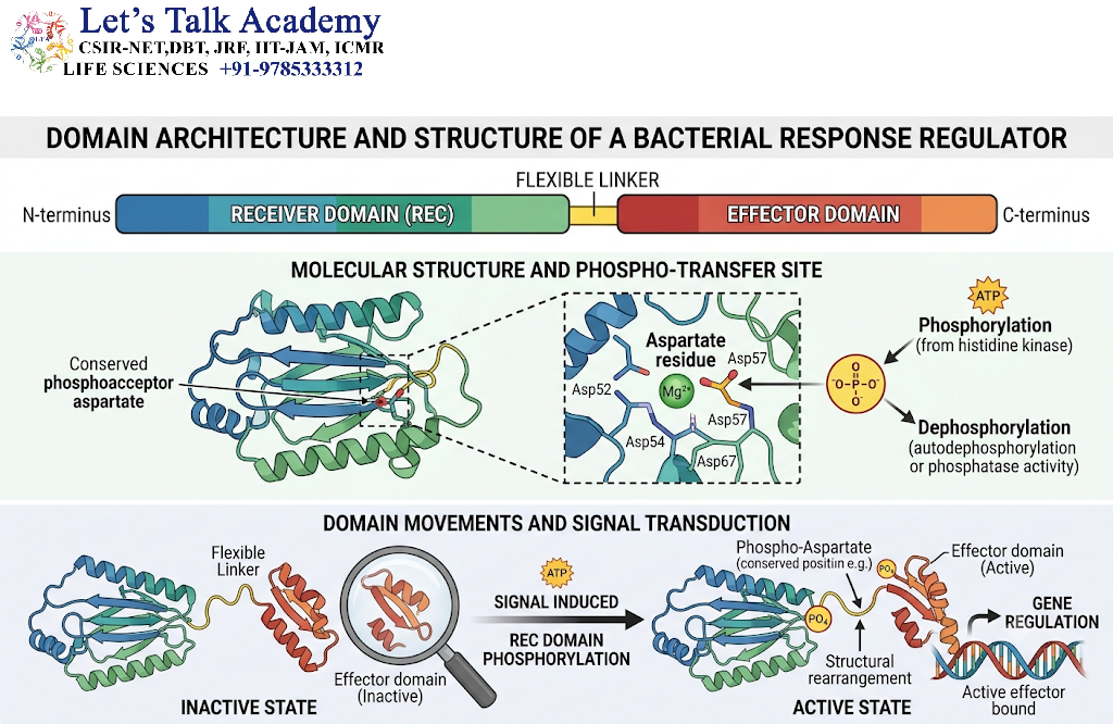 Structure of Response Regulators