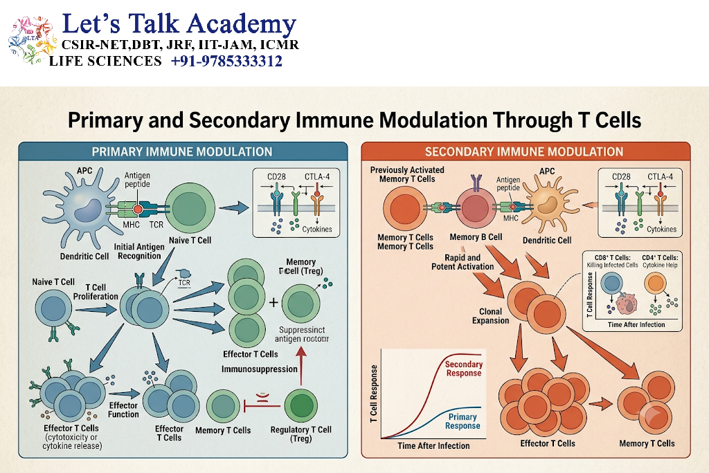 Primary and Secondary Immune Modulation Through T Cells