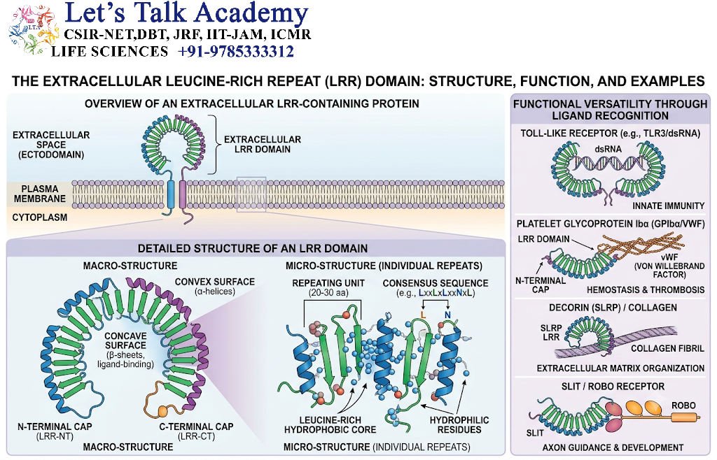 Extracellular Leucine-Rich Repeat Domain