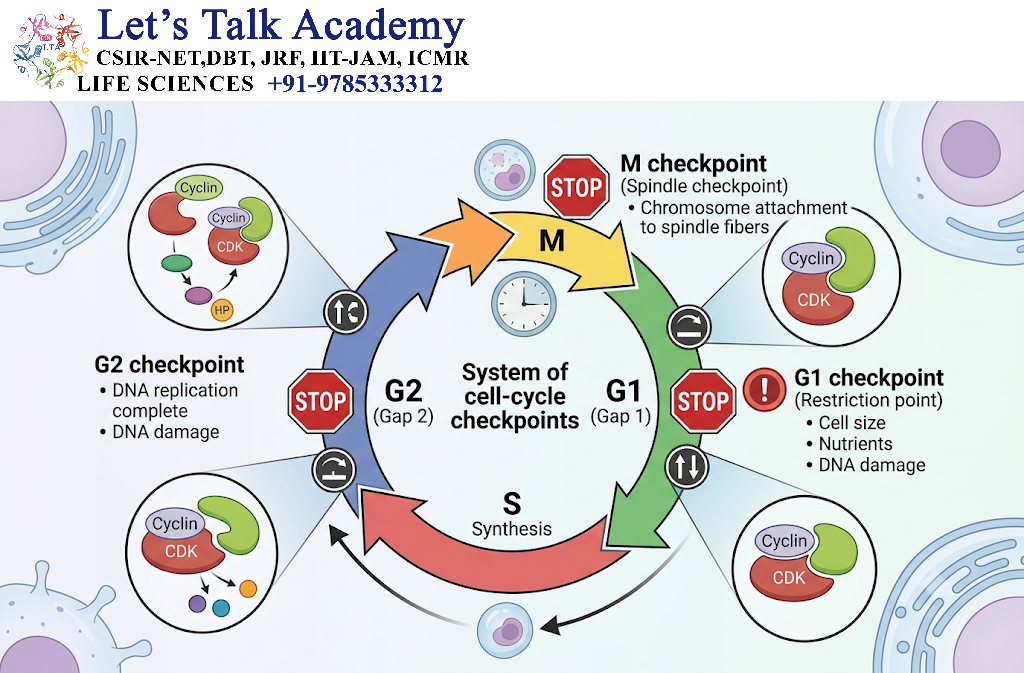 Cell-Cycle Checkpoints
