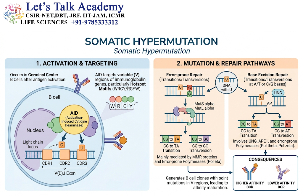 Somatic Hypermutation