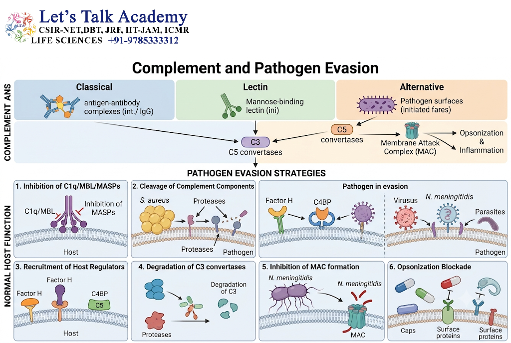 Complement and Pathogen Evasion