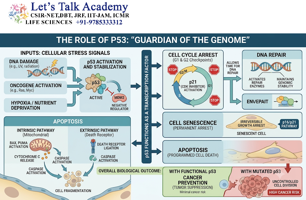 Role of Retinoblastoma Protein