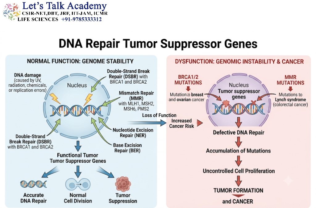 DNA Repair Tumor Suppressor Genes