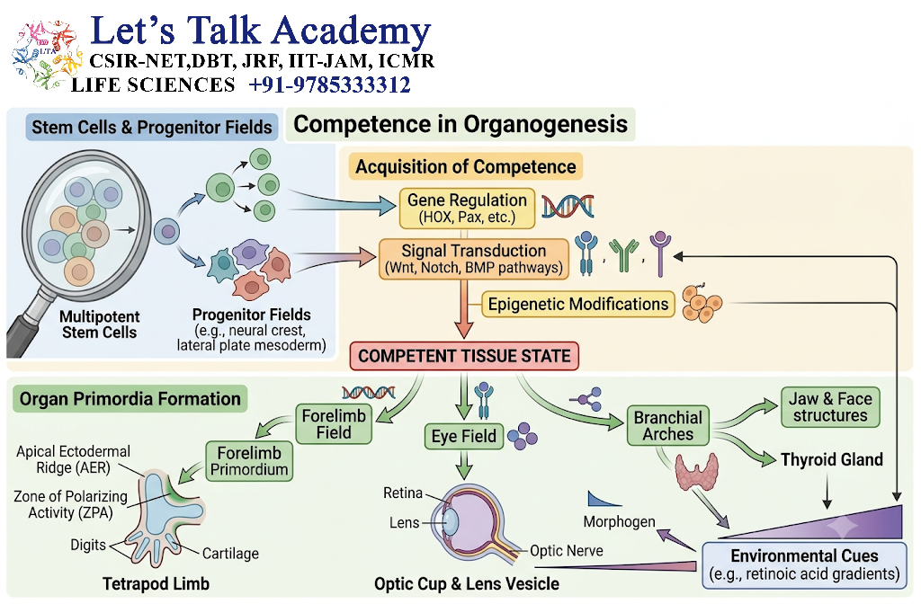 Competence in Organogenesis