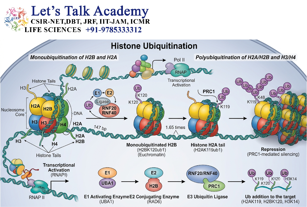 Histone Ubiquitination