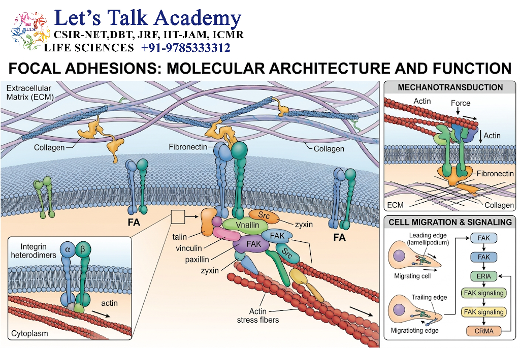 Focal Adhesions