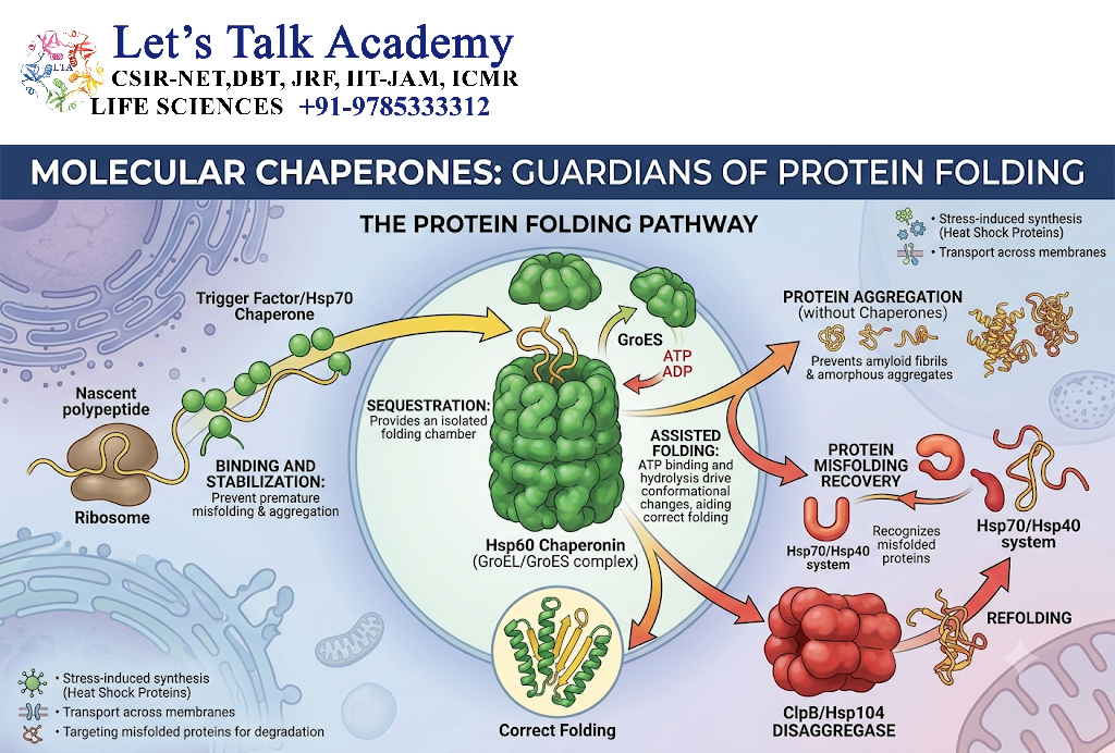 Molecular Chaperones