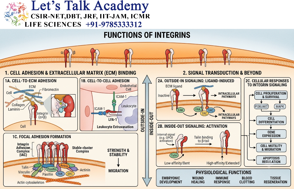 Functions of Integrins
