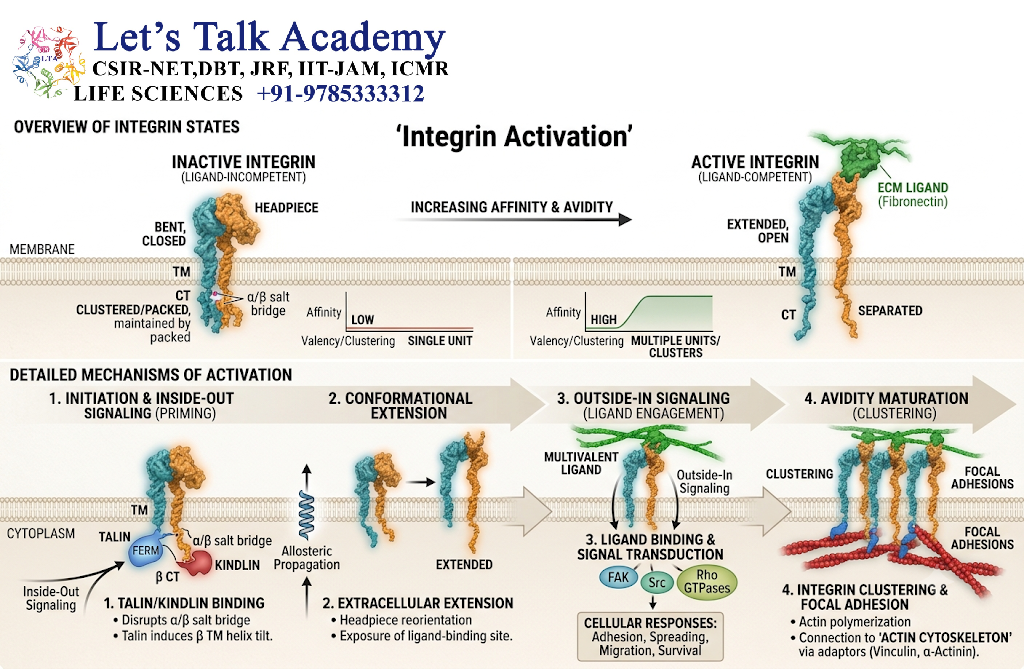 Integrin Activation