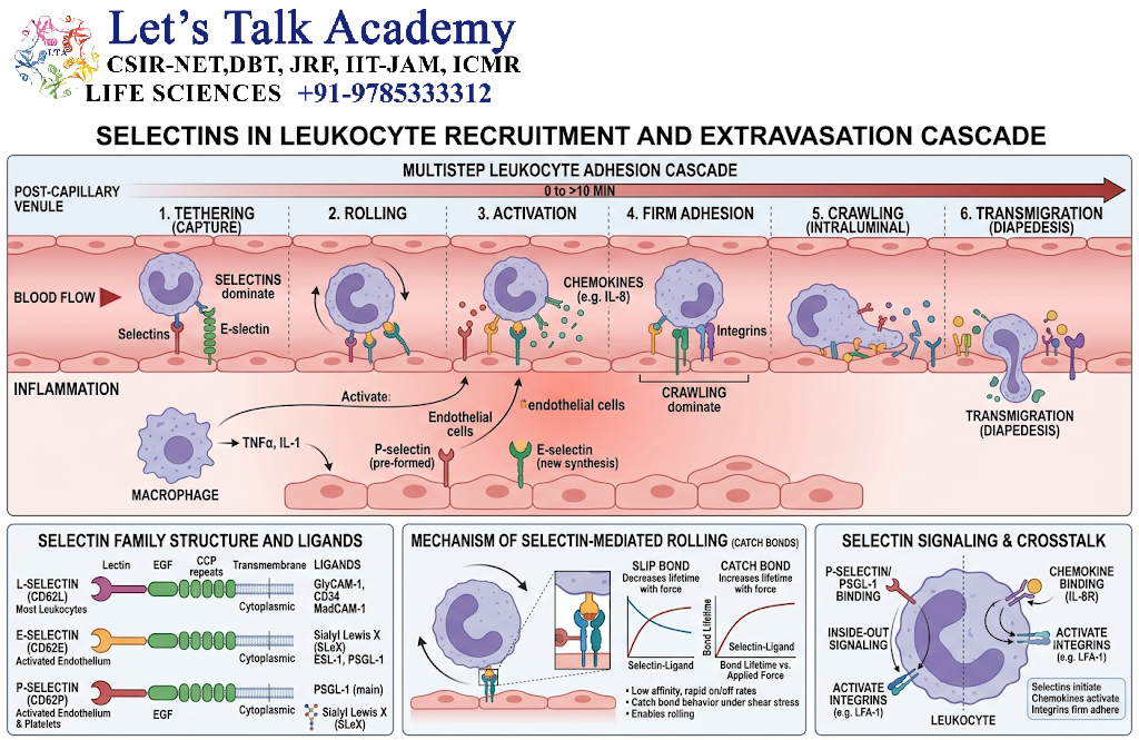Selectins in Leukocyte Recruitment