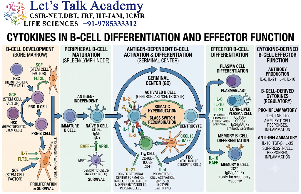 Cytokines in B-Cell Differentiation