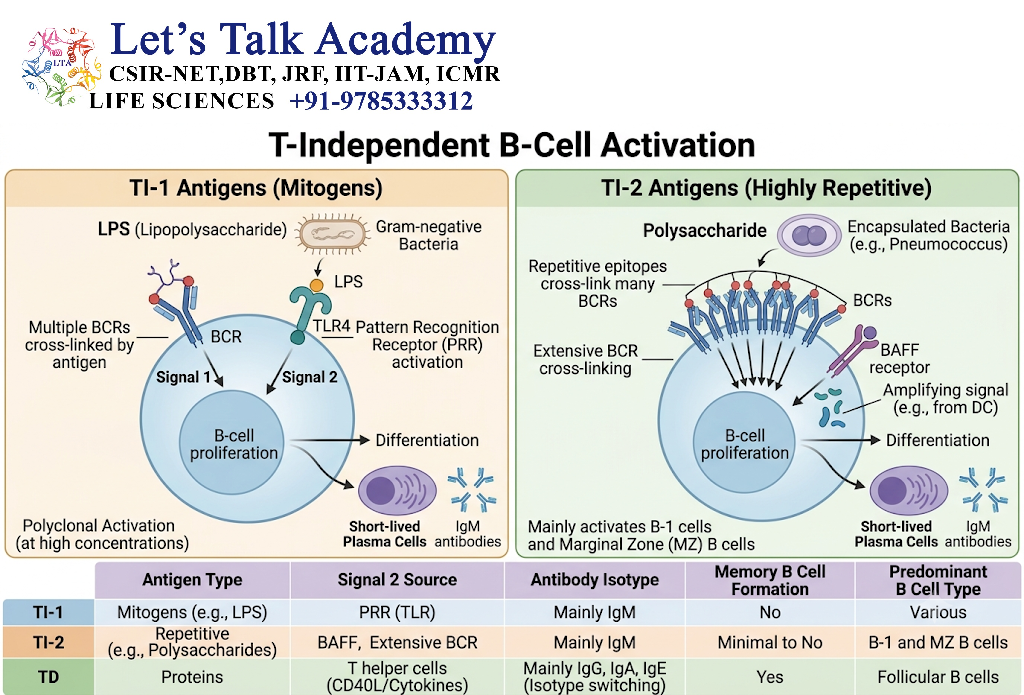T-Independent B-Cell Activation