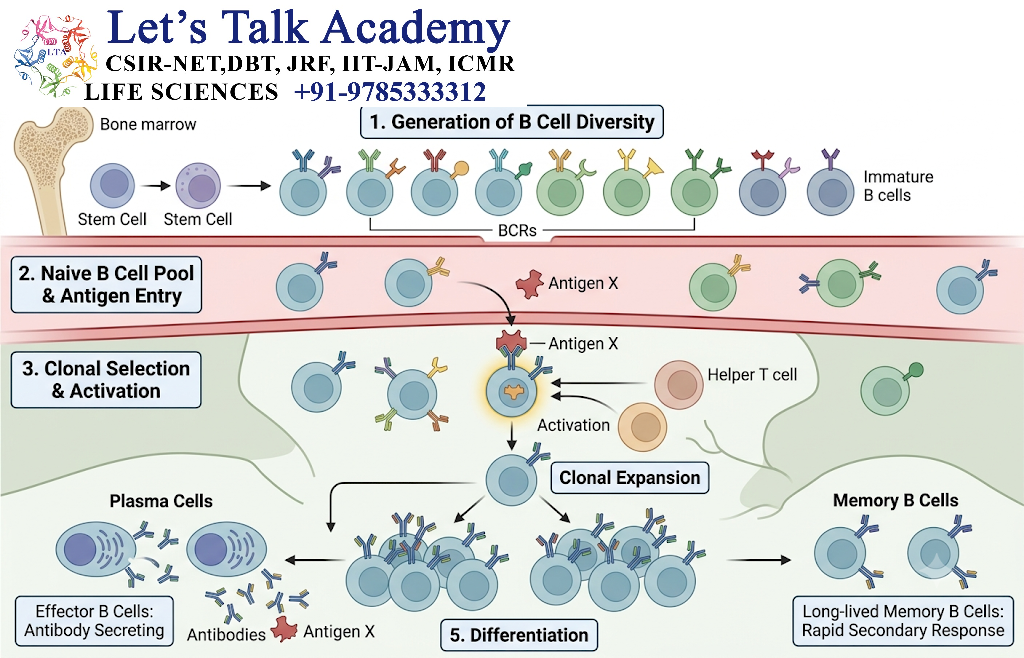 Clonal Selection of B Cells