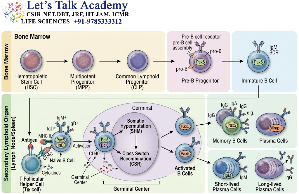 B-Cell Differentiation