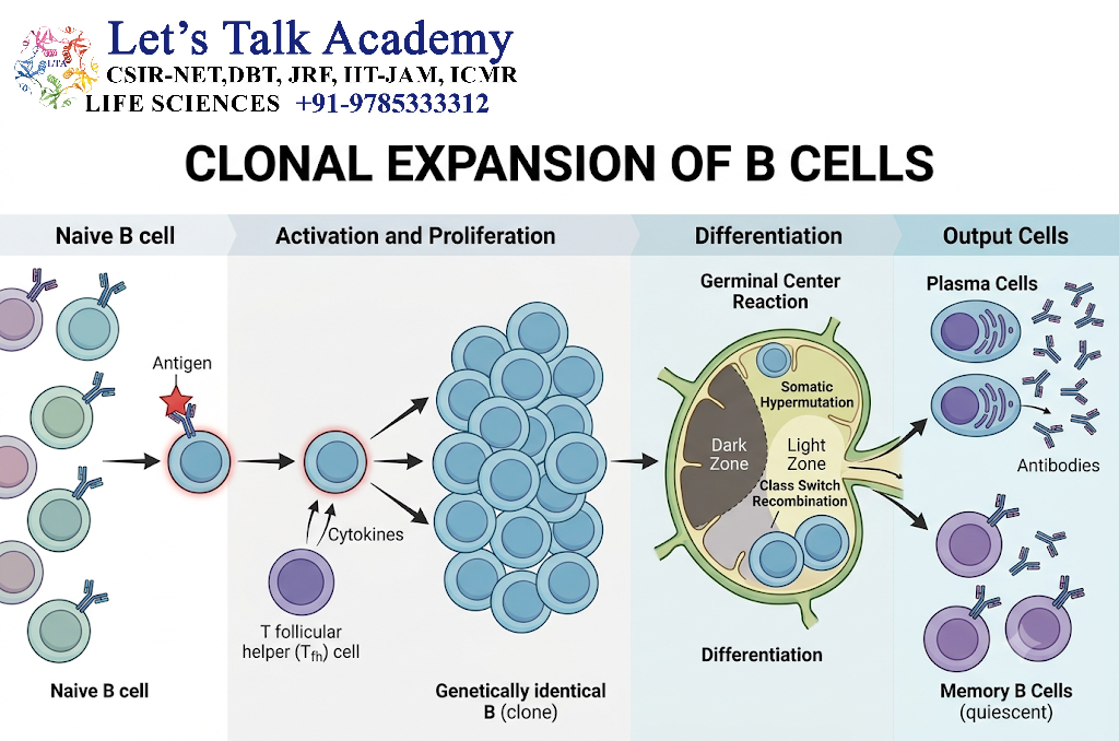 Clonal Expansion of B Cells