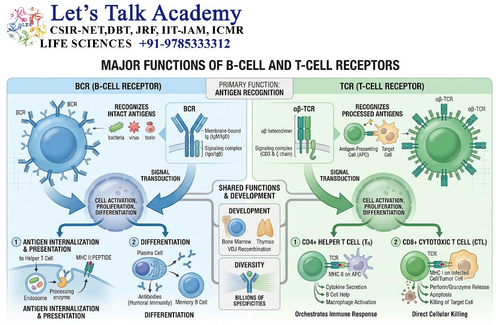 Major Functions of BCR and TCR