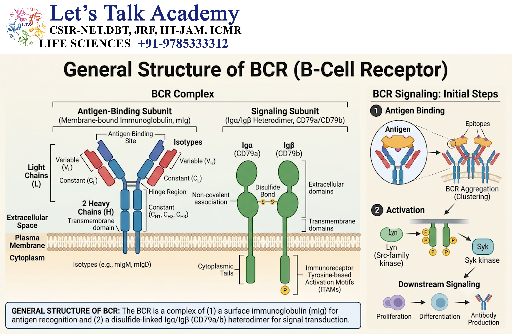 General Structure of BCR