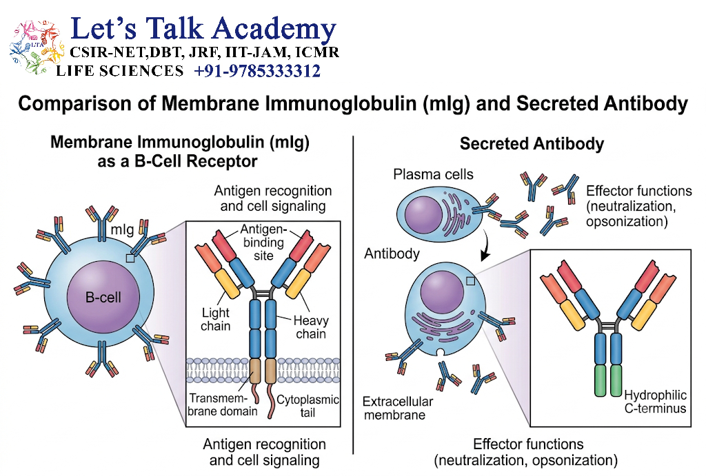 Membrane Immunoglobulin and Secreted Antibody
