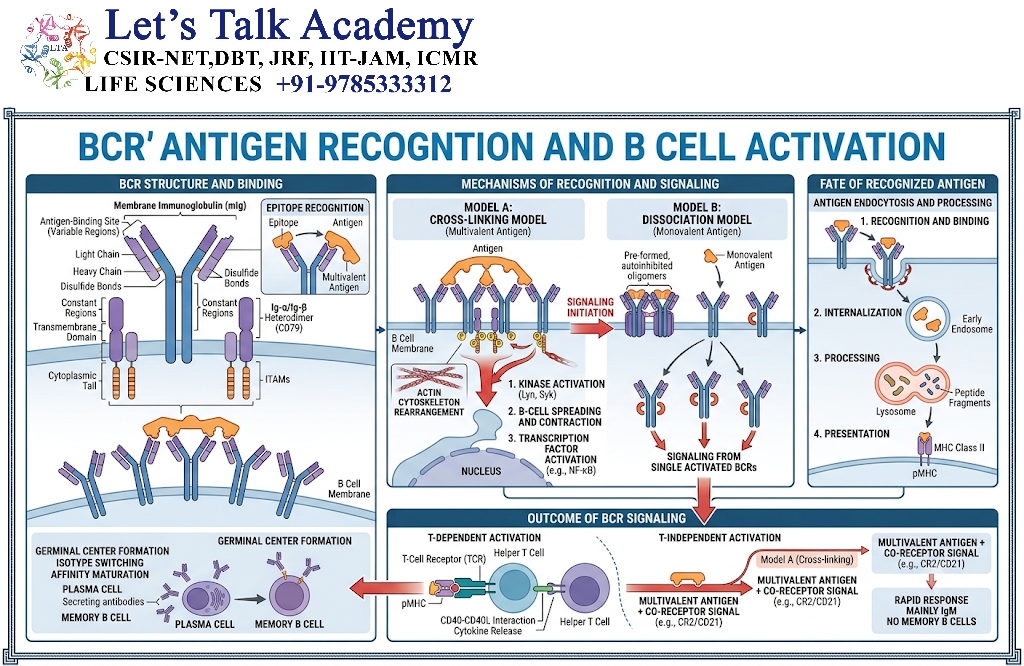 BCR Antigen Recognition