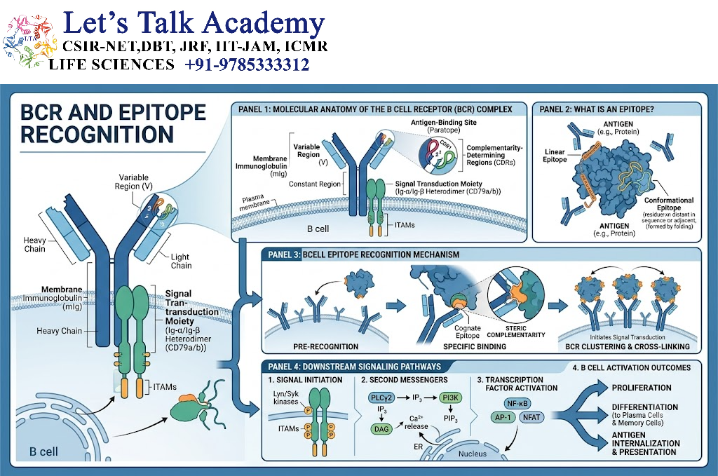 BCR and Epitope Recognition
