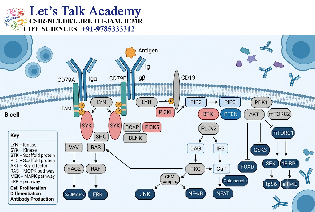 BCR Signaling Proteins
